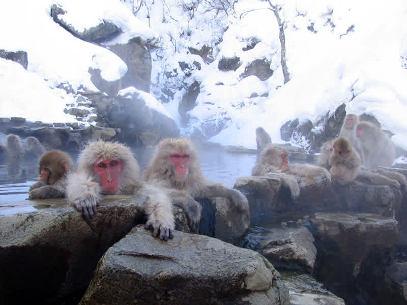 2018-09-18-monkeys-staying-cool
